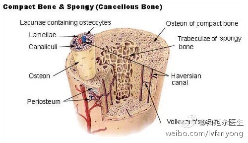 骨髓穿刺真相之一:什么是骨髓?