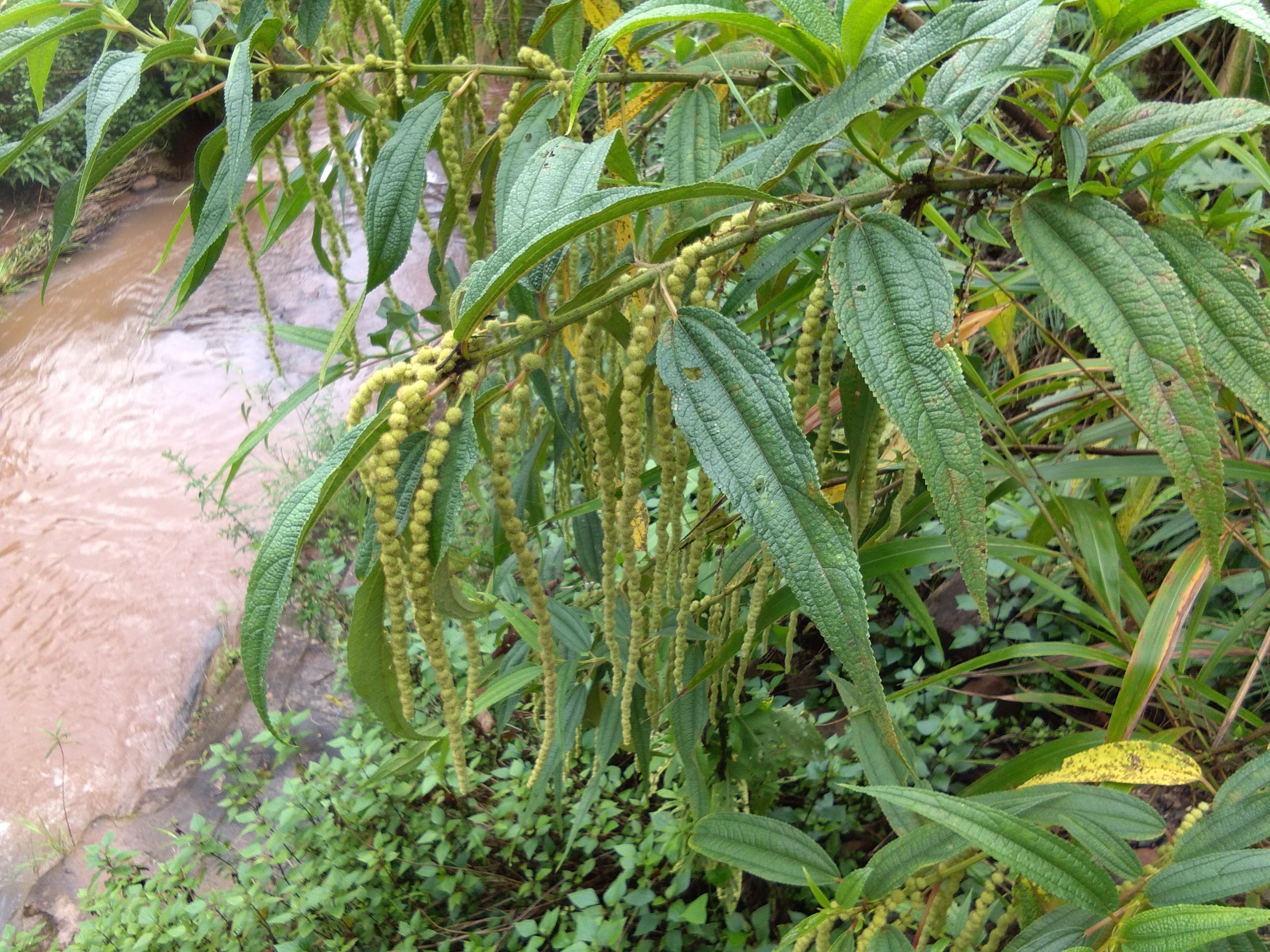 暂无