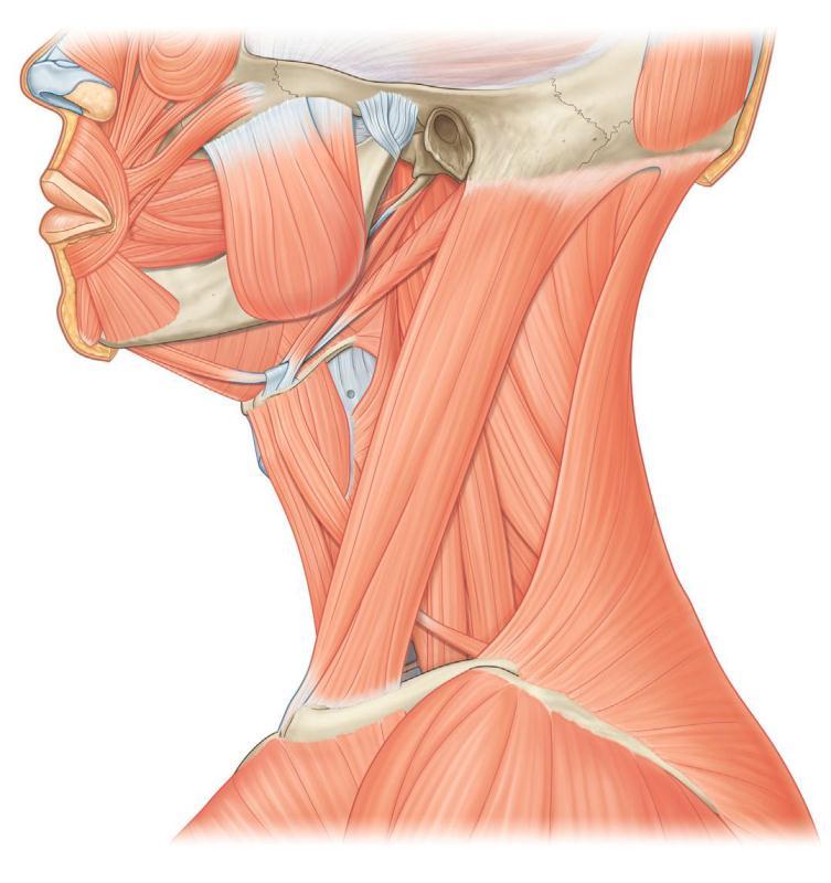 喙锁胸筋膜的结构图片