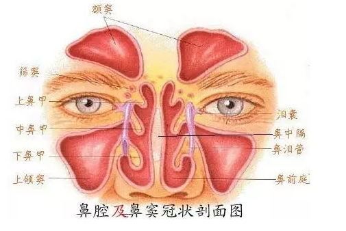 鼻炎和鼻窦炎有什么不一样