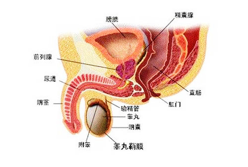 精液发红 精液带血是怎么回事 男性病 疾病介绍