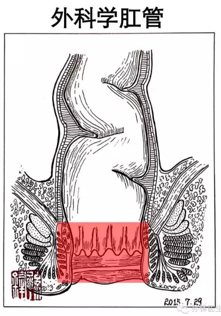 医学图说肛管的四线三区画出来给大家看好直观