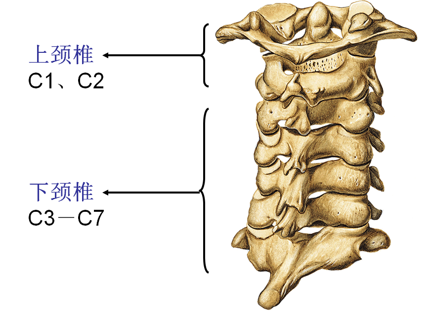 颈椎构造图解结构图图片