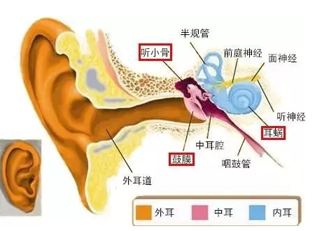 耳神经节支配图片