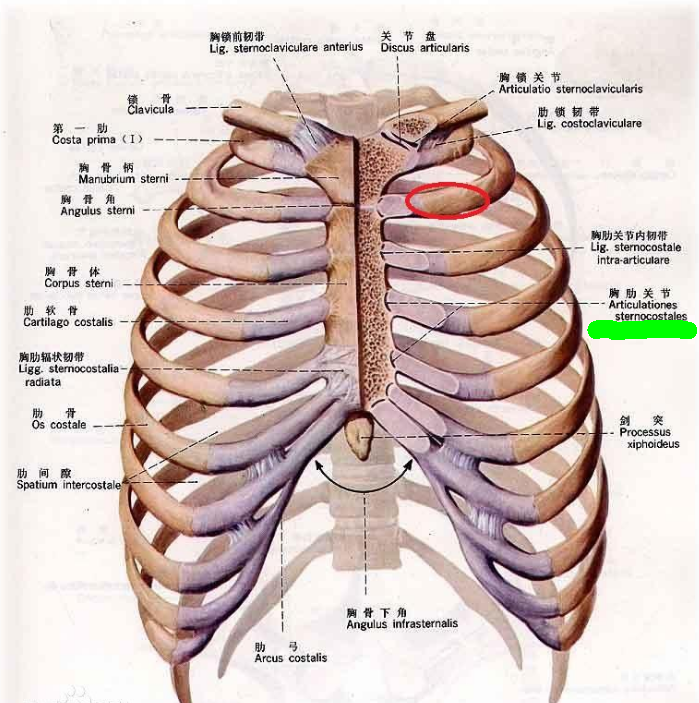 心脏在乳房的位置图片图片
