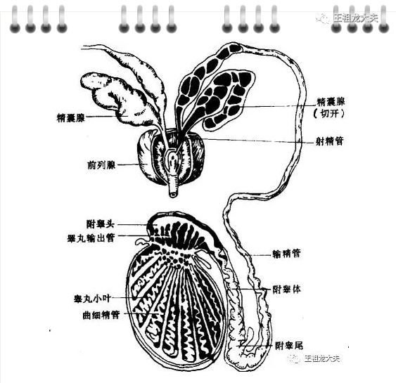 睾丸生精小管手绘图图片