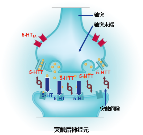 男人大脑的射精中枢(包括下丘脑,脑干和脊髓)有着丰富的5-羟色胺受体
