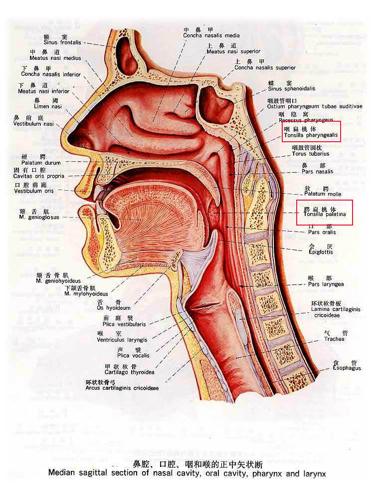 腺样体解剖位置 腺体图片
