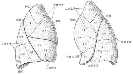 肺叶切除术:右肺有上叶,中叶,下叶三个肺叶,左肺有上叶和下叶两个肺叶