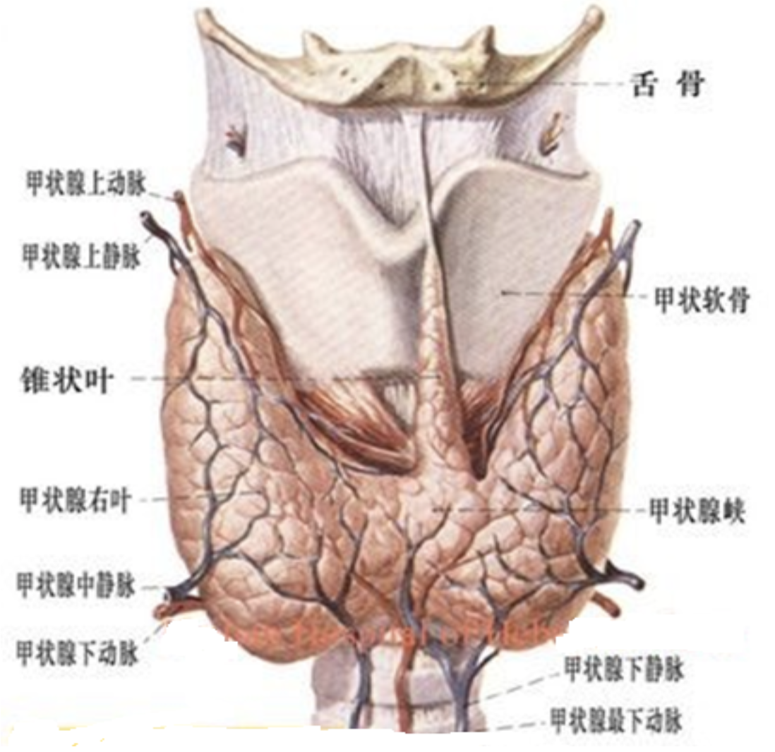 甲状腺解剖图前面观图片