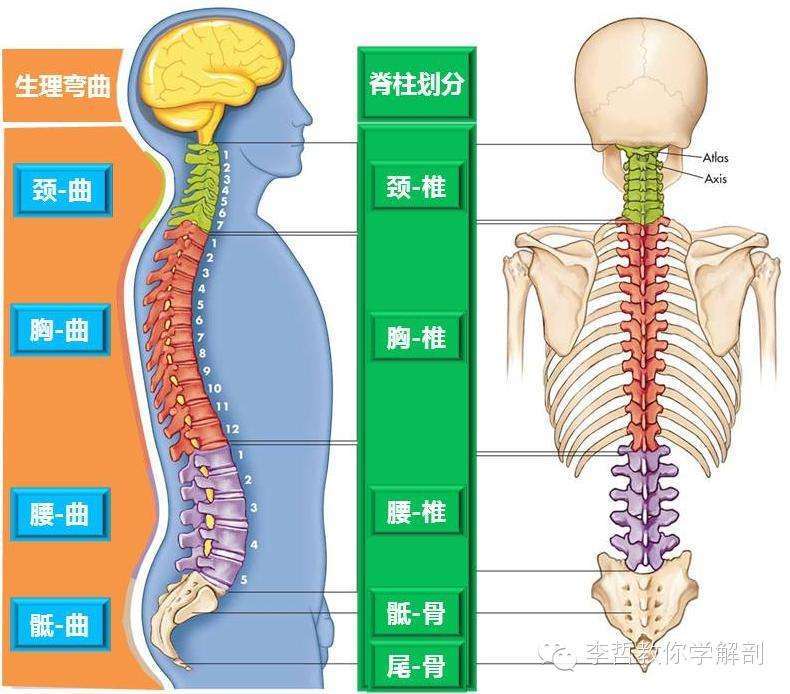 脊柱——人身体之支柱,健康之枢纽! 