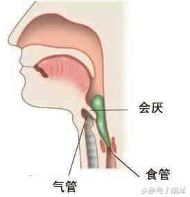 在氣管開口的前方舌根的後方有一個結構叫會厭,當人做吞嚥動作時,會厭