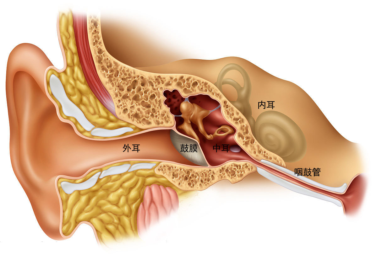 耳朵结构图解剖图高清图片