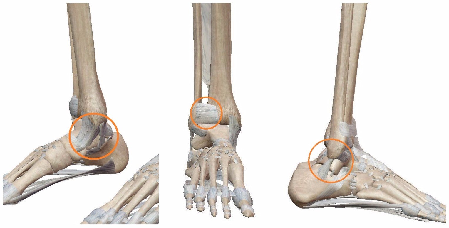 踝关节的位置图片脚踝图片