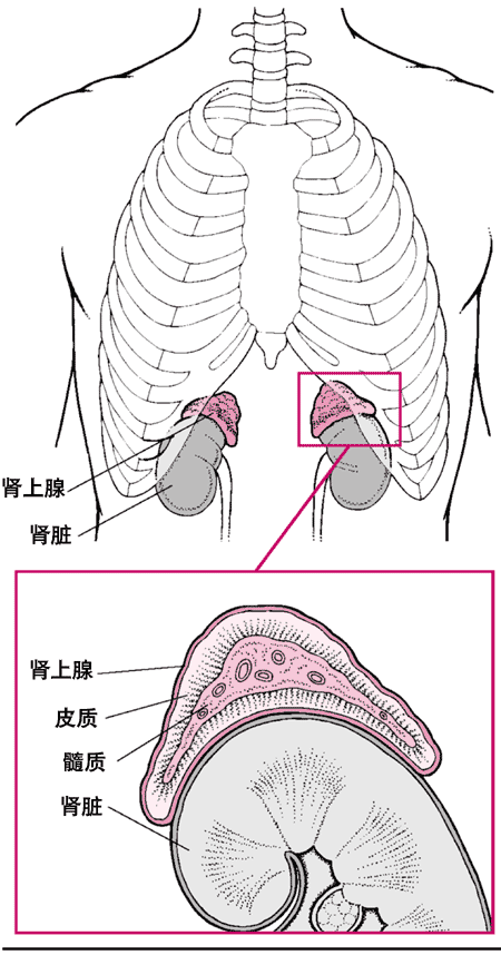 肾上腺位置图片图片