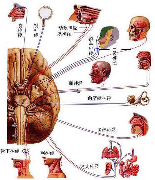 前庭神经分布图图片