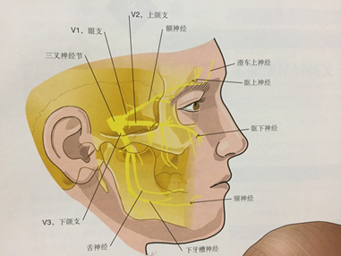 图---三叉神经分支及支配区 - 好大夫在线
