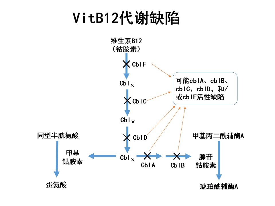 血尿代谢报告一点通【二】——甲基丙二酸尿症的那些事儿 