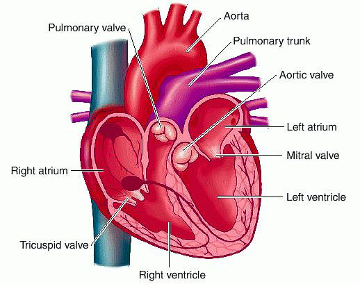 心脏瓣膜结构示意图1心脏瓣膜疾病的主要病因有哪些?