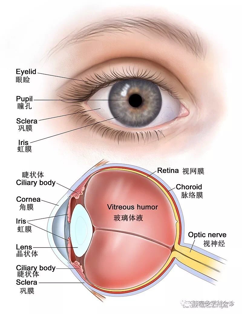 眼睛解剖,显示眼睛的外部和内部