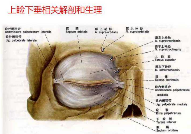 眼睑的解剖层次结构图片