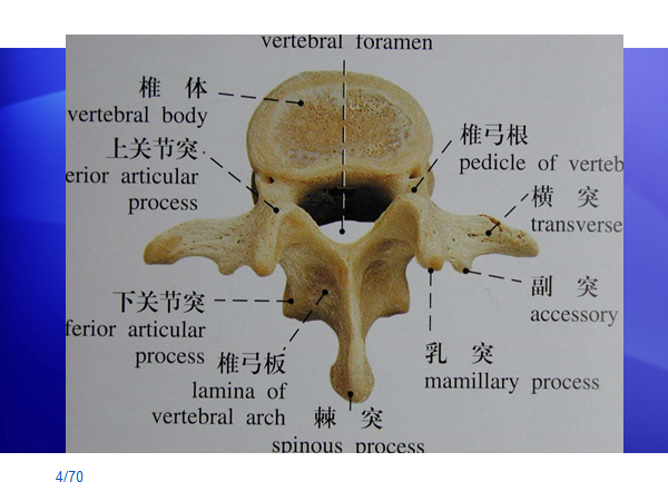 人体腰部骨骼结构图图片