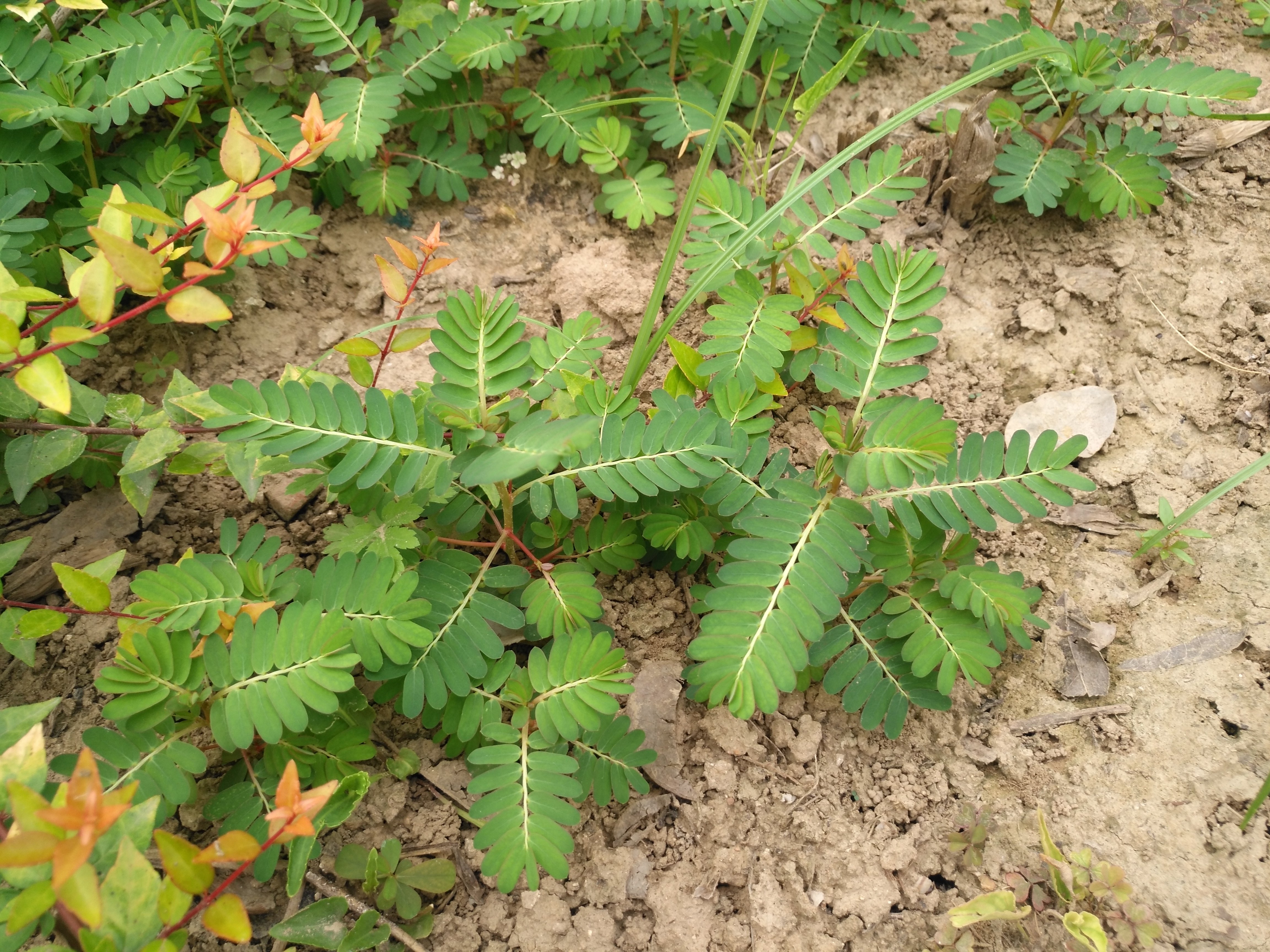 认识几种中草药 - 好大夫在线