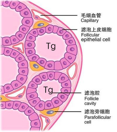 判断甲状腺癌是否复发全看它——甲状腺球蛋白tg - 好大夫在线