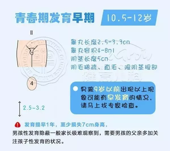 5歲左右進入青春發育期,以睪丸的發育為標誌,發育順序為:「 男孩的