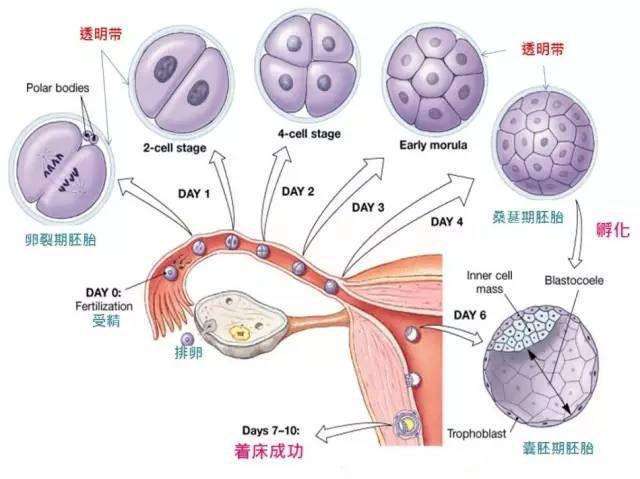 囊胚培養有什麼優勢和風險