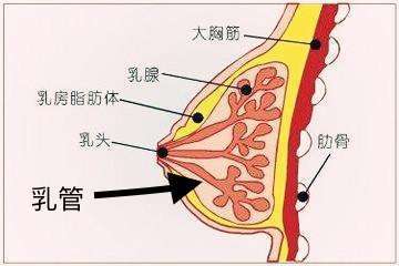 乳腺导管示意图图片