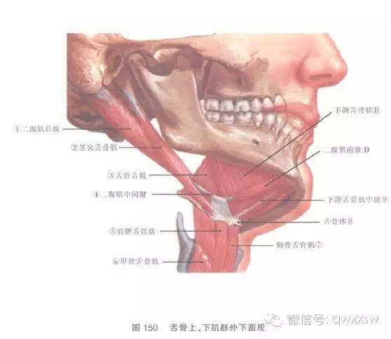 上提舌骨作用:止點:止於顳骨乳突切跡起點:下頜骨的二腹肌的肌窩,肌