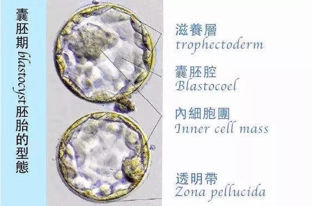 没错,胚胎也看颜值—如何解读胚胎报告