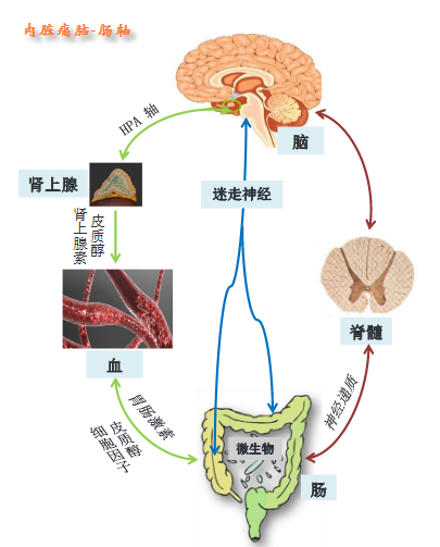 细说内脏痛机制_疼痛_疼痛相关疾病 好大夫在线