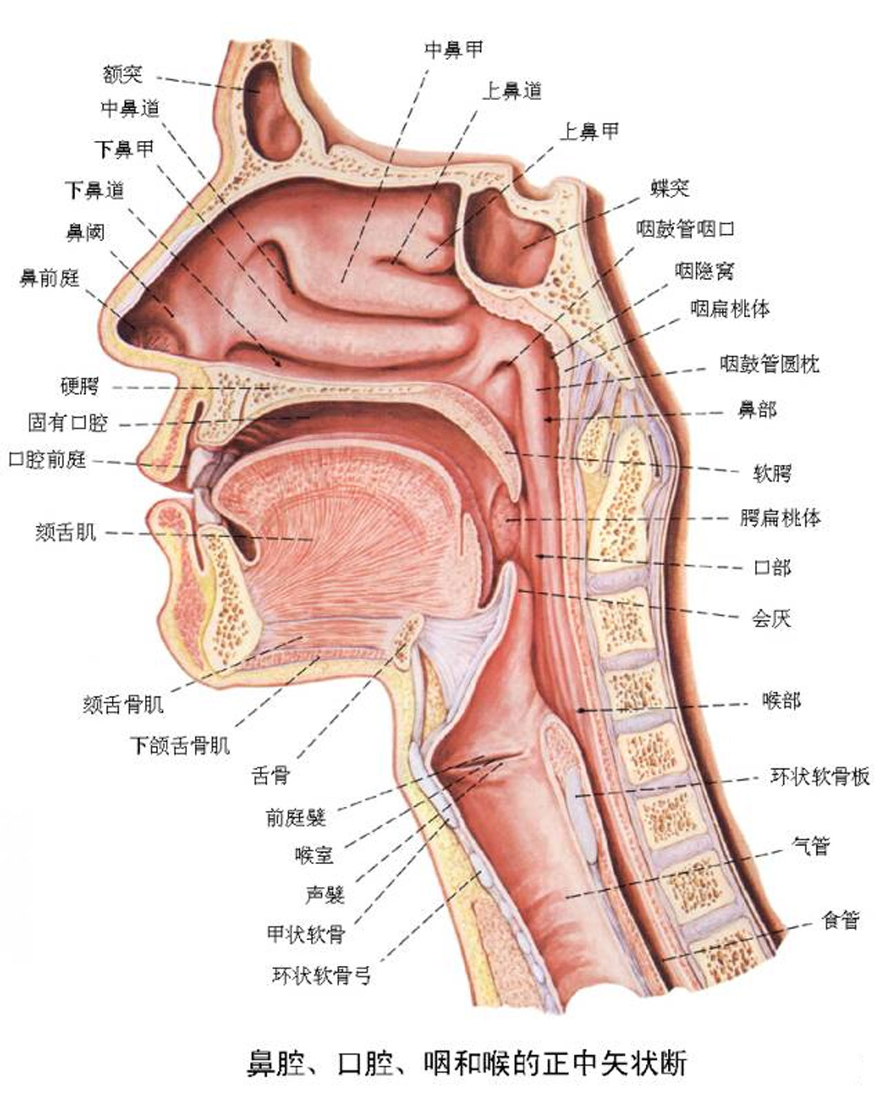 第一鳃裂瘘管切除术的有效手术方法:管道切开内显法