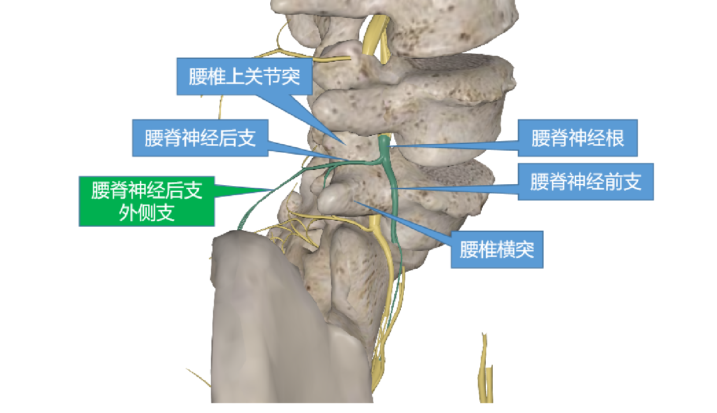 脊神经后内侧支解剖图图片