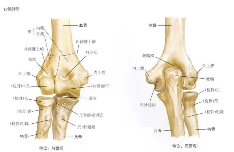 细说肘关节解剖与功能