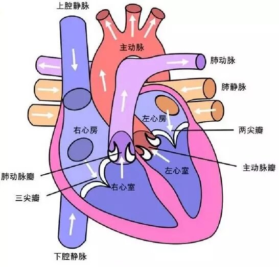 心脏的心房心室分布图图片