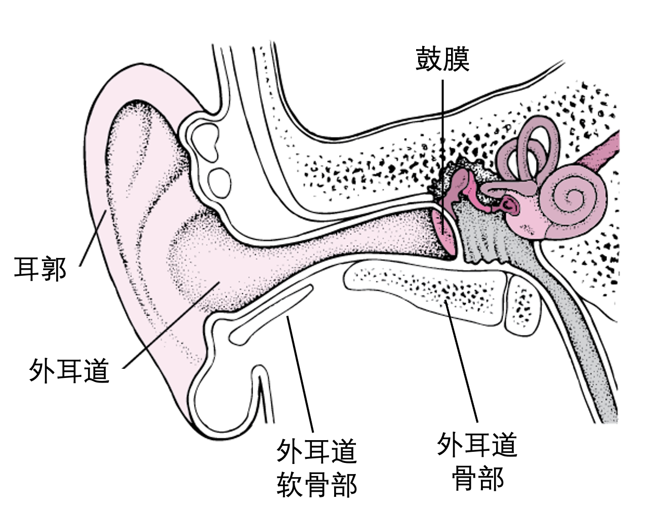 外耳中耳内耳的解剖图_百度知道
