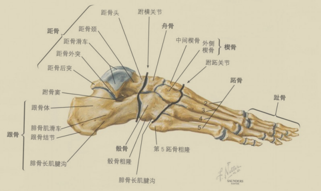 关于足部的骨头 