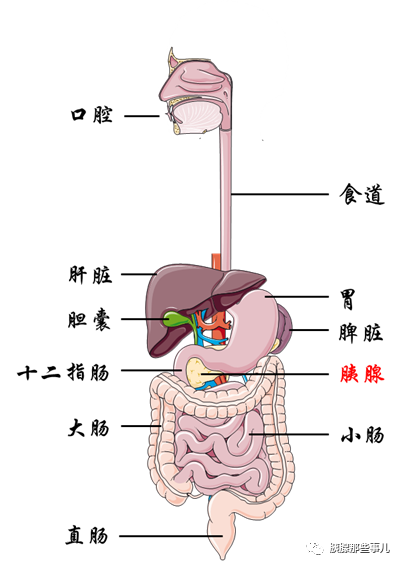 十二指肠位置 解剖图片
