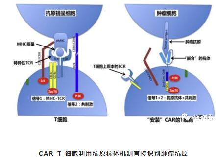 car-t 细胞利用抗原抗体机制直接识别肿瘤抗原可识别的抗原种类多:mhc