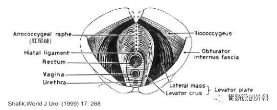 裂孔韧带,肛尾缝和肛尾韧带 - 好大夫在线