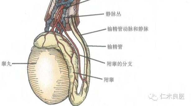 睾丸的大体结构及血管系统