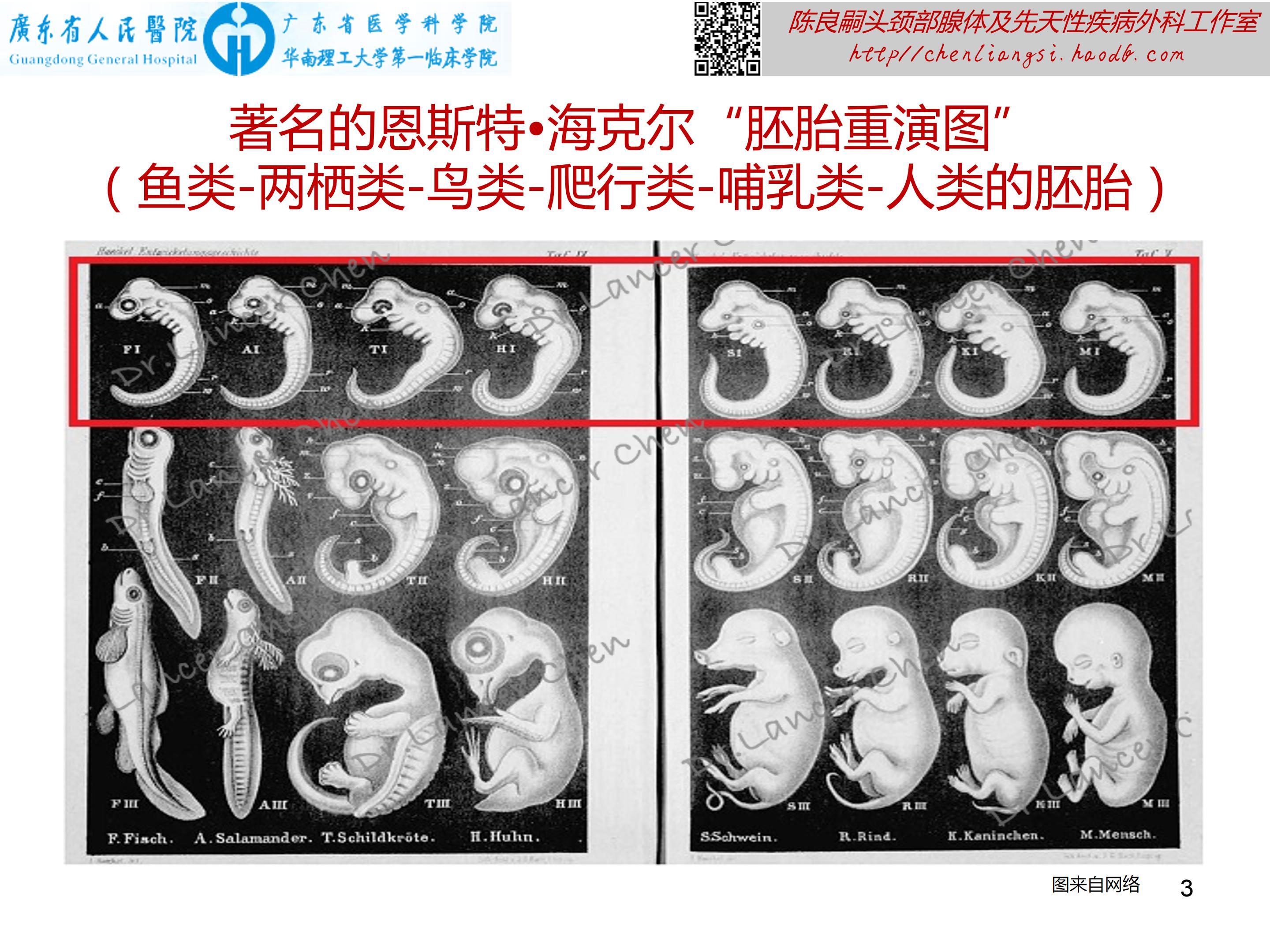 为何人类与其他动物的早期胚胎都具有形态相似的鳃裂呢?