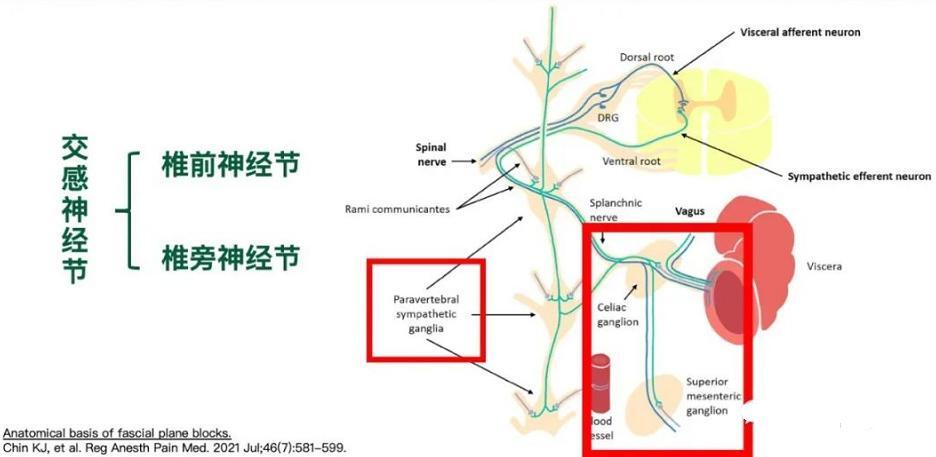 交感神经丛图片