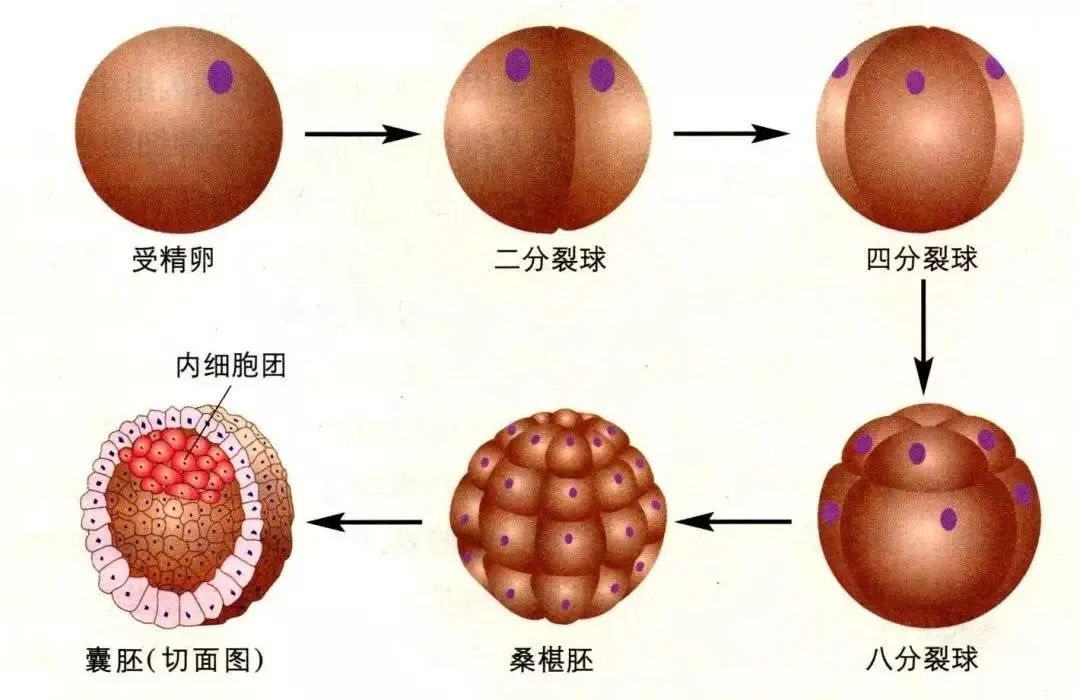 胎次 m.haodf.com