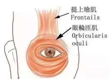 提睑肌.jpeg