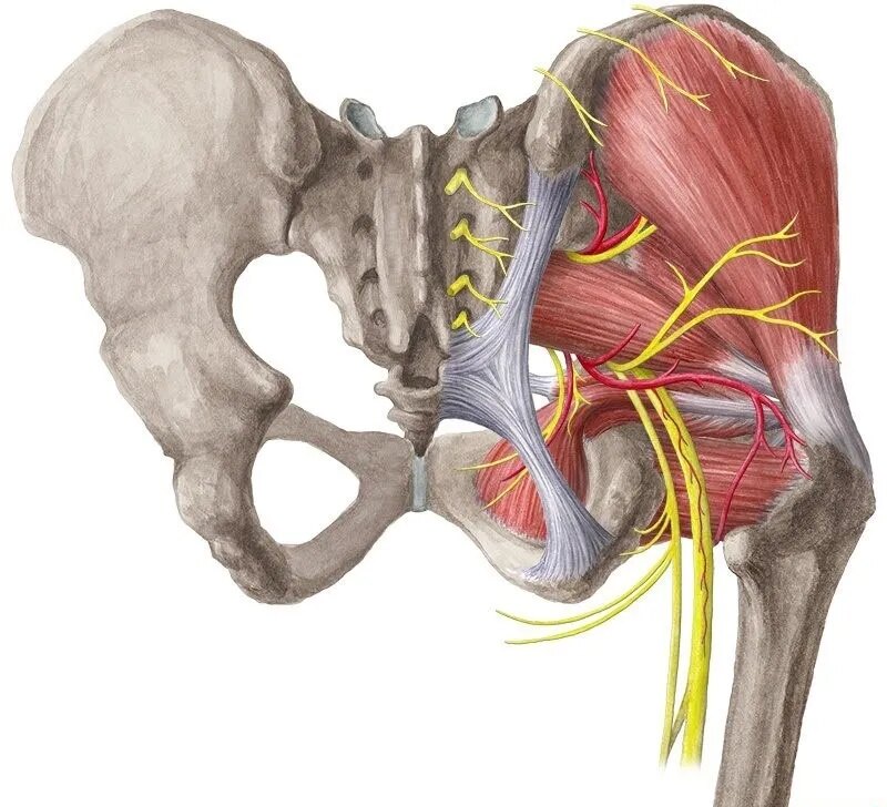 压力和温度等信号从肌肉传回大脑髋部神经髋关节的外旋肌位于臀部区域