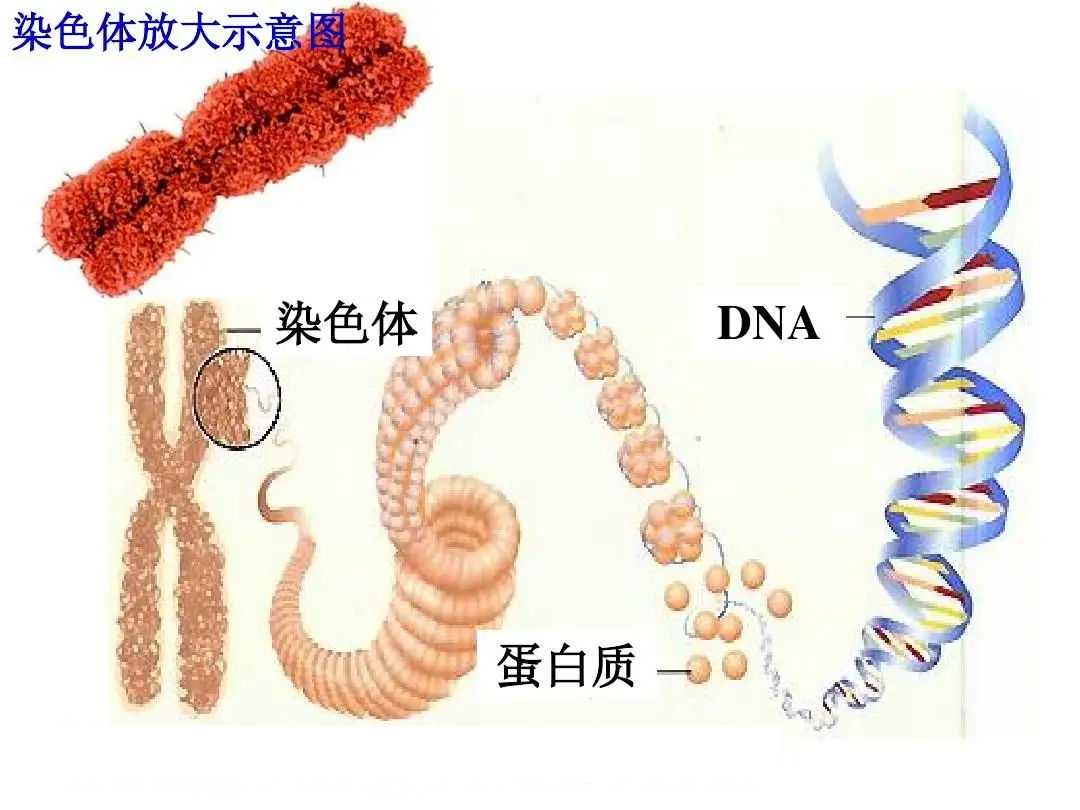 染色体缺失图解图片